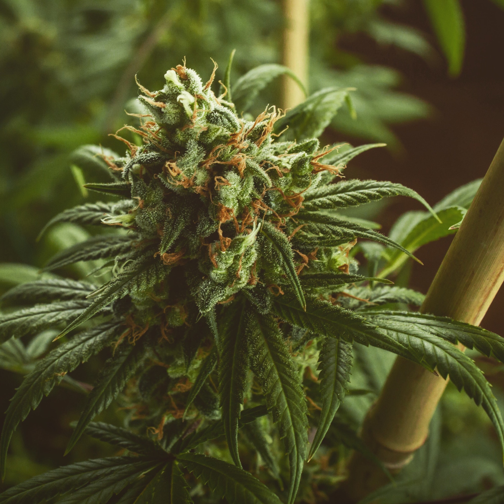 Cannabis sativa plant Strain name: Strawberry Daiquiri