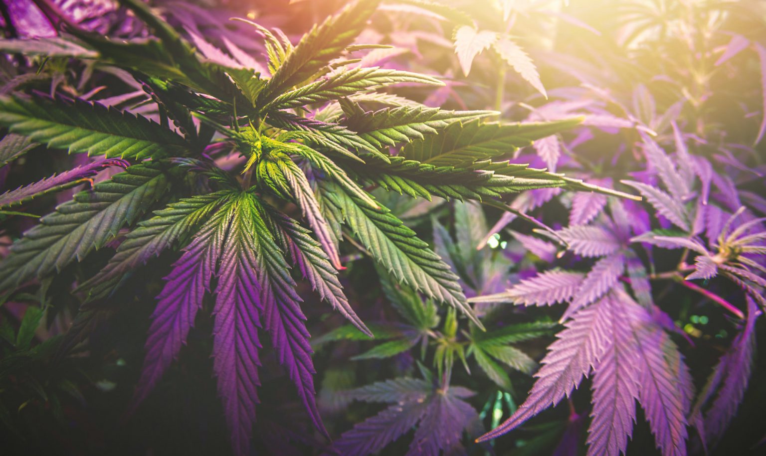 Cannabis plant under uv led grow light