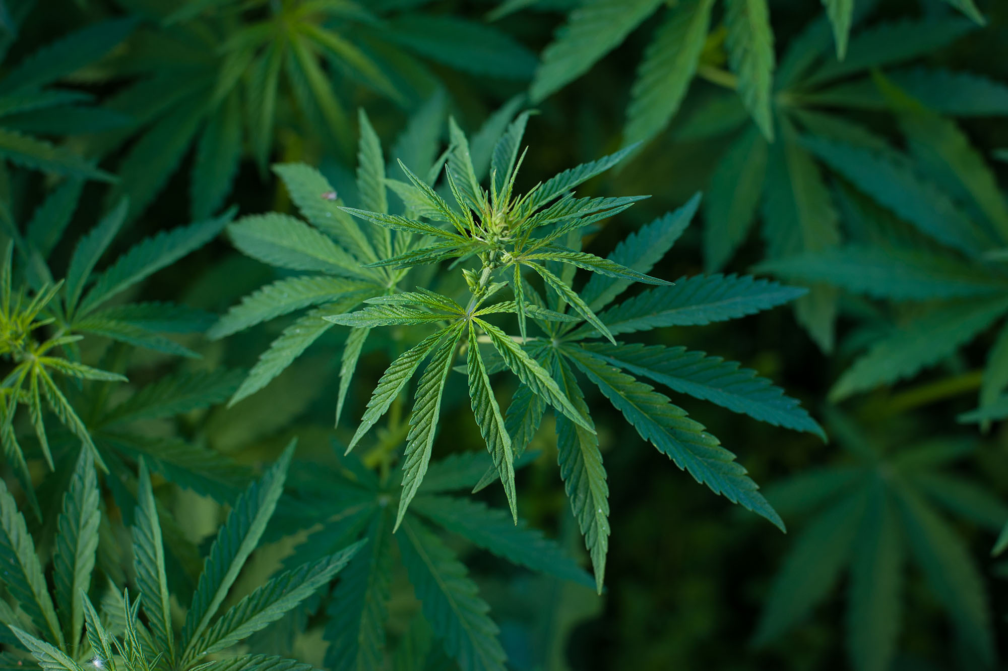 sweet-cannabis-bush-2022-03-21-23-43-53-utc