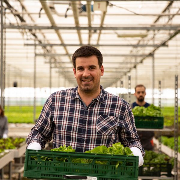 Farmer holding a box with salad in the greenhouse. In the back are his colleagues who work